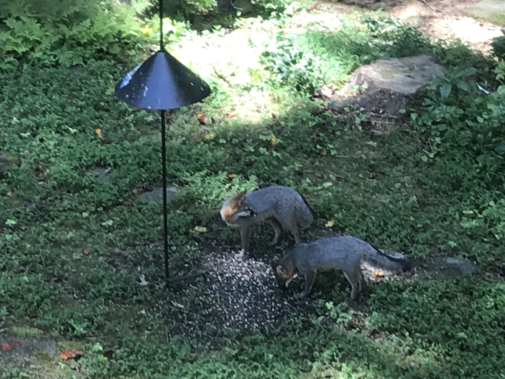 Foxes